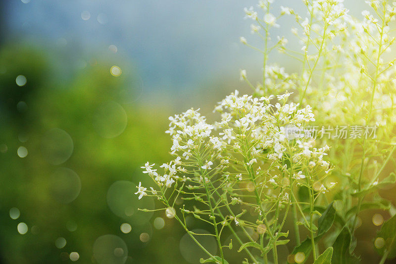 野草