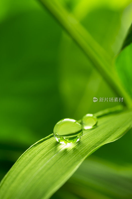 带雨滴的叶子