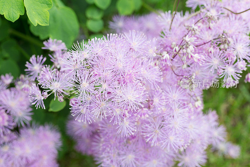 草地花朵街