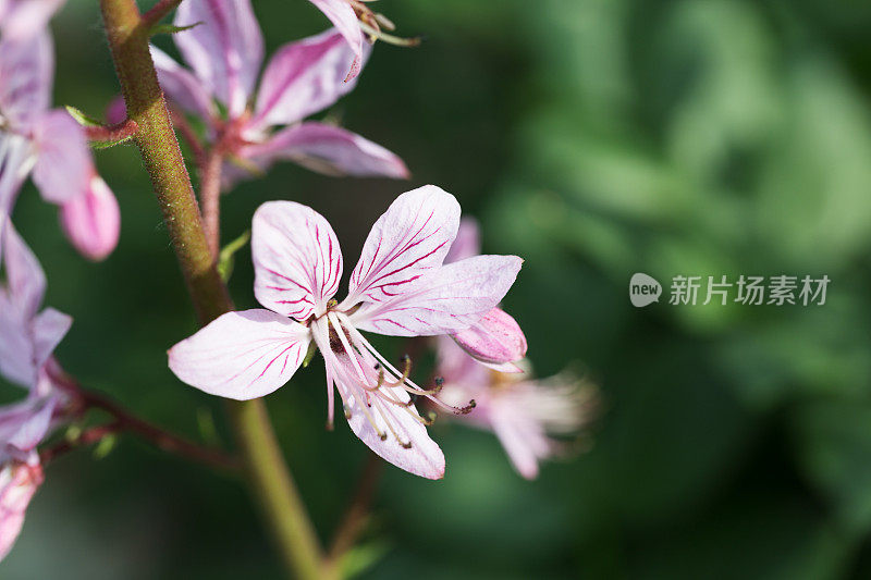 白杨花-气体植物-燃烧灌木