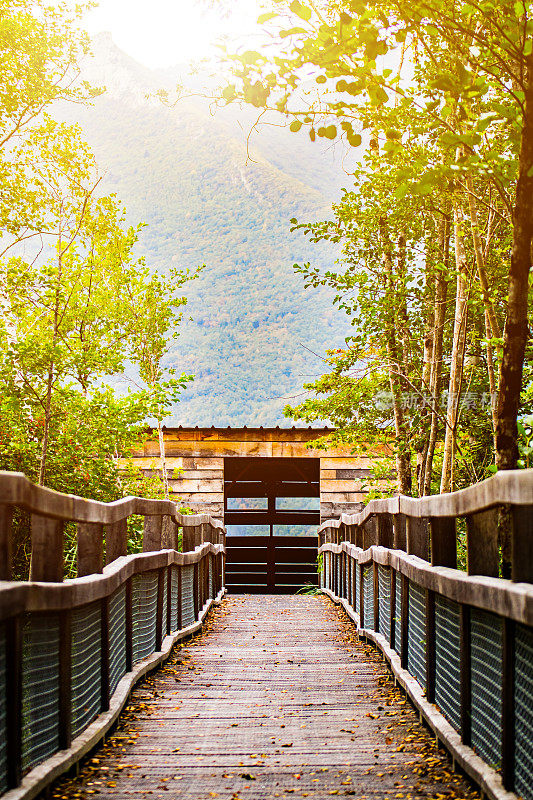 木桥在野生法国沼泽沼泽与树木风景