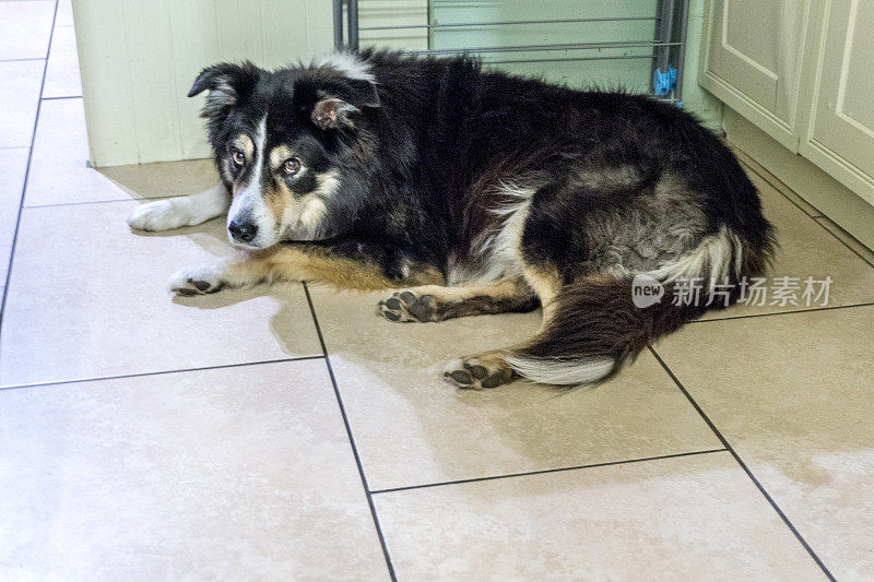 博德牧羊犬躺在铺着瓷砖的地板上