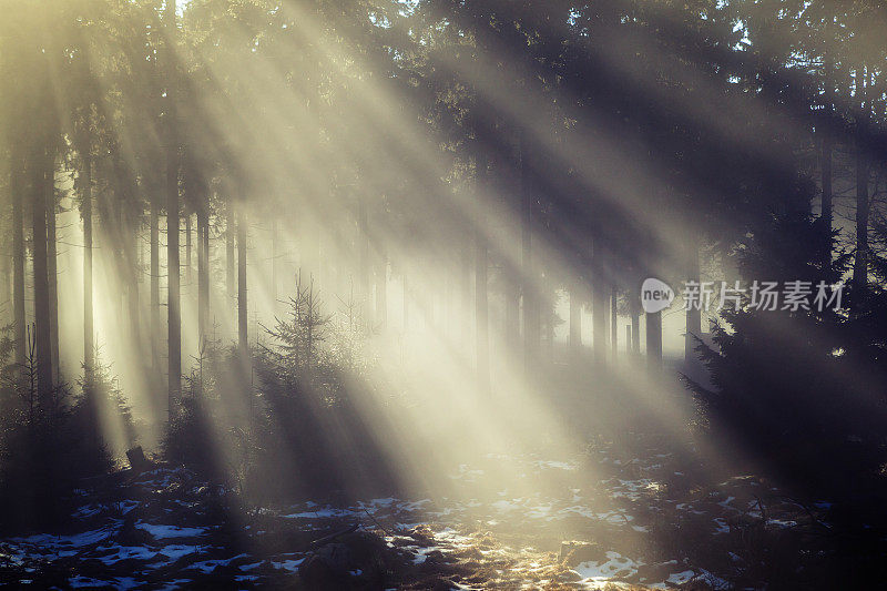 晨雾，森林里的阳光