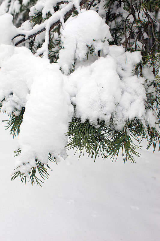 雪中的树枝。