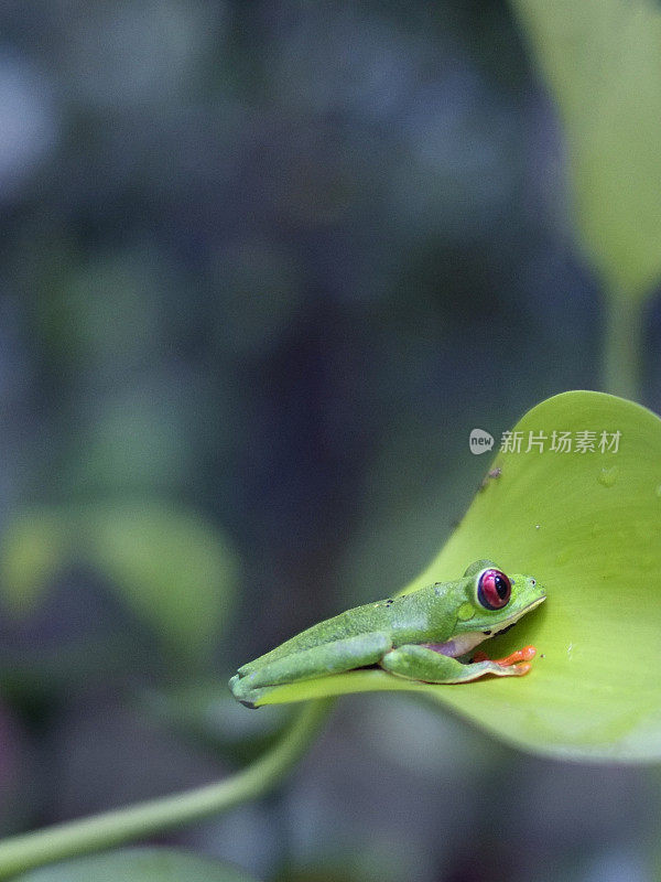 红眼树蛙