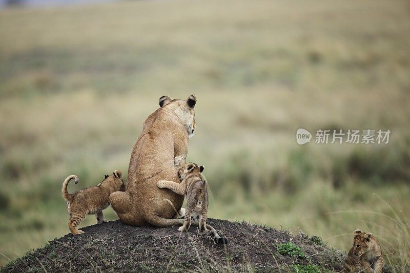 狮子幼崽和妈妈玩耍