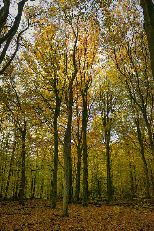 森林在秋天