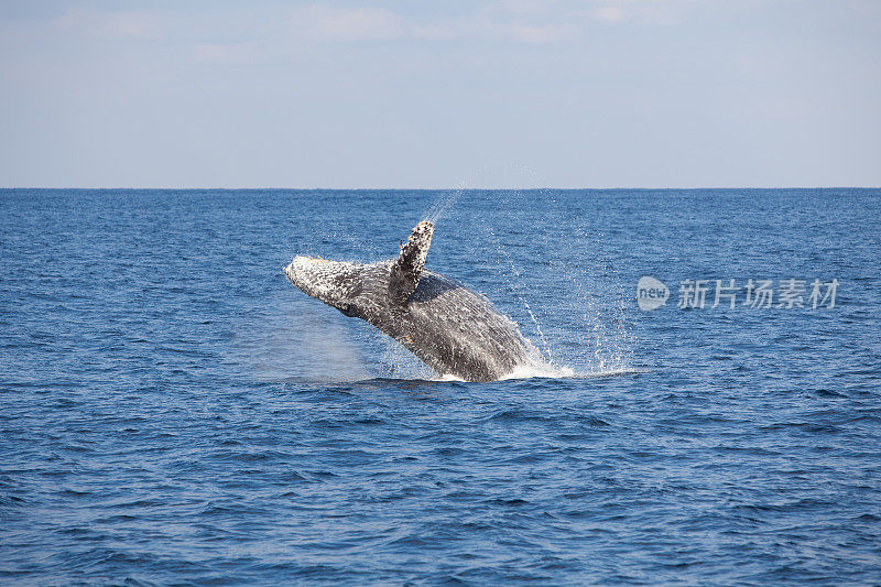 座头鲸违反