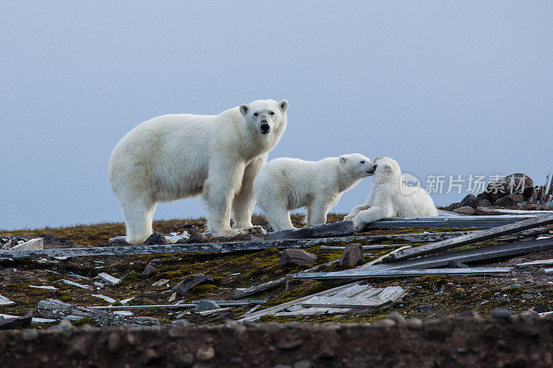 俄罗斯北极地区的三只北极熊