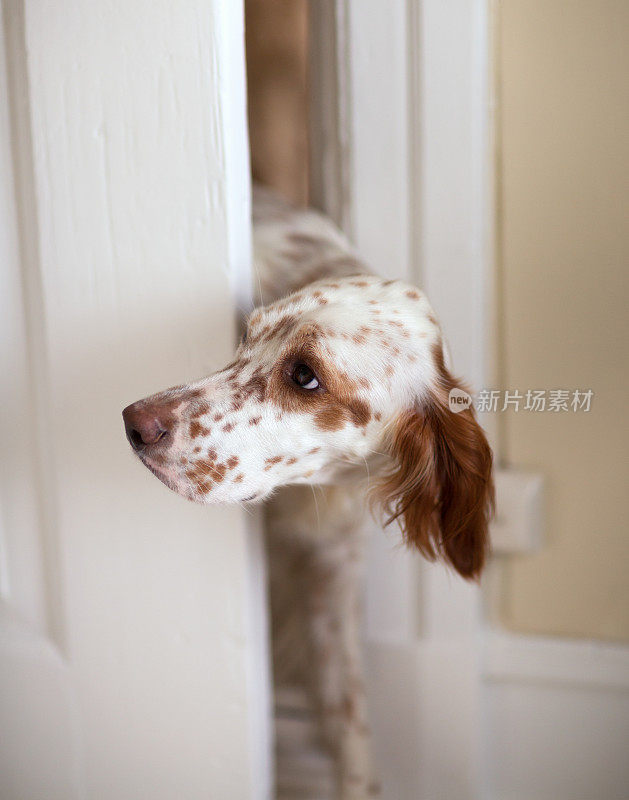 好奇的英国塞特犬从门缝里偷偷溜过，挪威