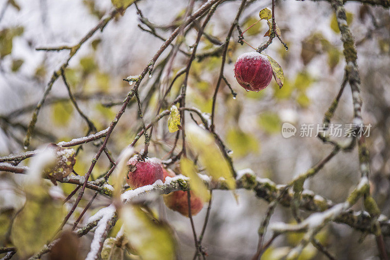 白雪树上的红苹果