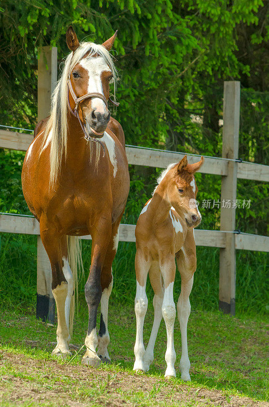 平托阿拉伯马-母马和新生小马驹