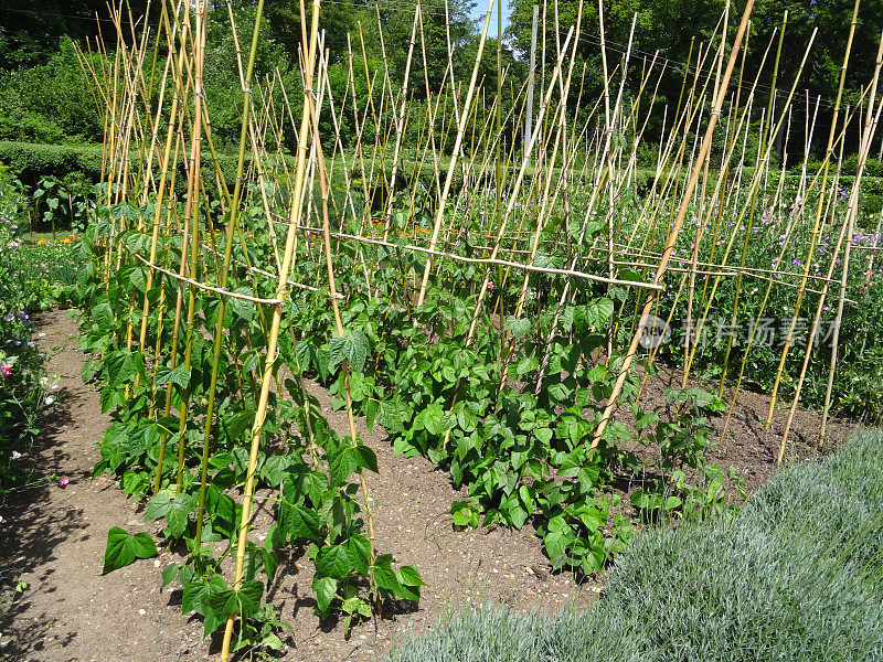 在分配的菜园中种植红花菜豆的形象