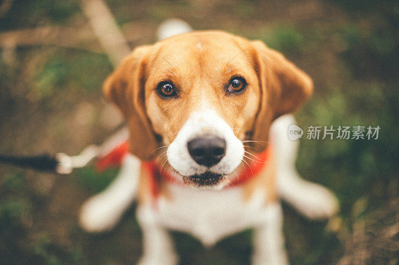 小猎犬号