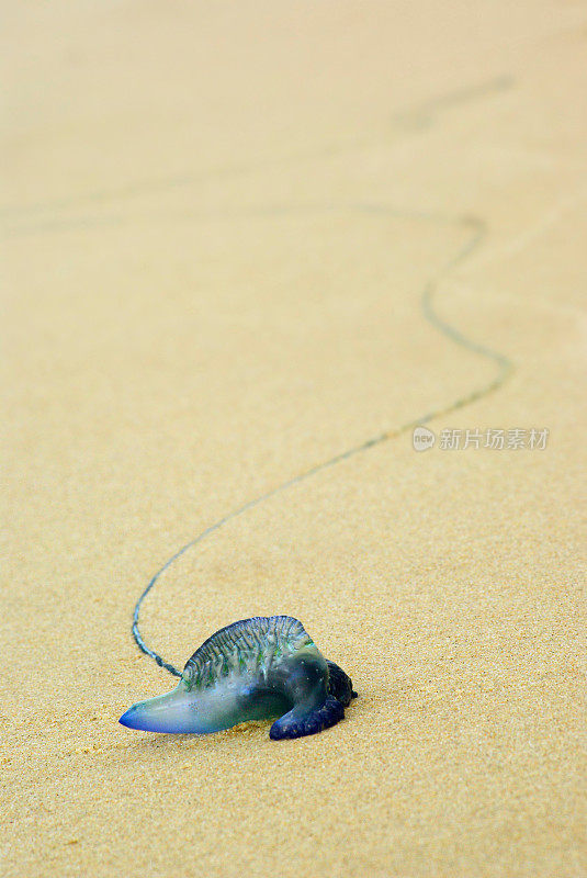 葡萄牙兵马俑，蓝瓶子，海滩上的水母