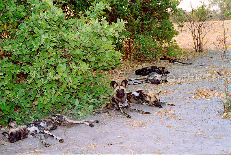 博茨瓦纳野生动物园:一群正在休息的非洲野狗