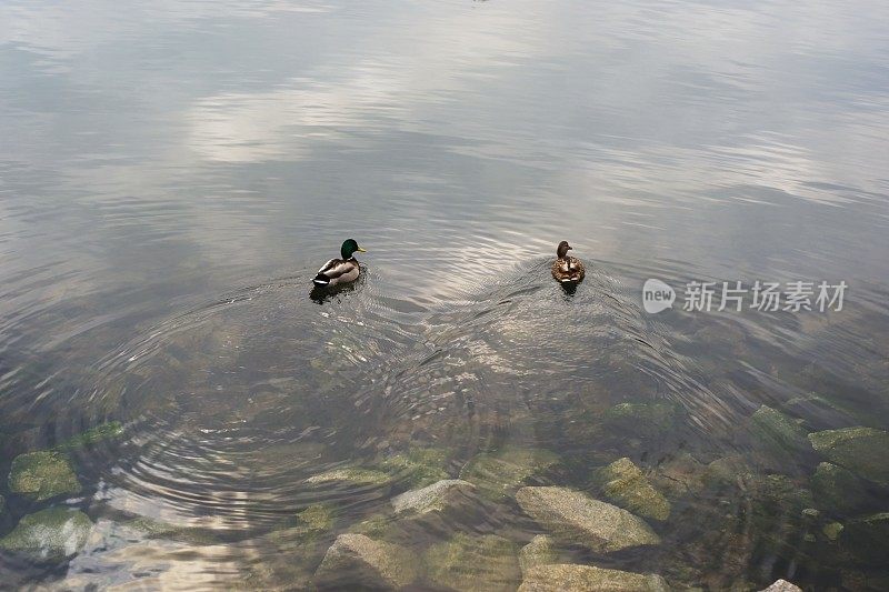 安静池塘里的两只鸭子