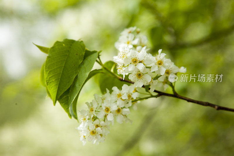 春天bird-cherry。