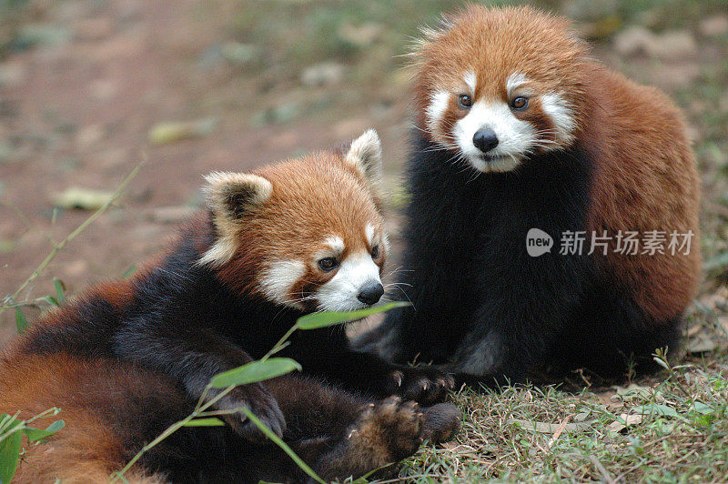 动物:小熊猫夫妇