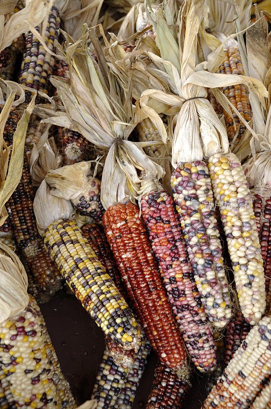 秋天，万圣节，感恩节用的印第安玉米堆