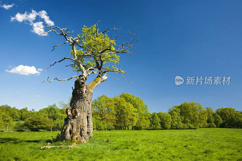 《春天景观中的最后一棵古老节瘤橡树》