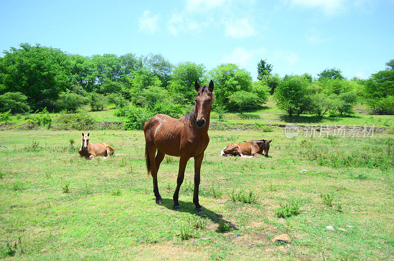 三匹马在绿色的牧场上