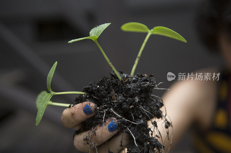 黄瓜植株