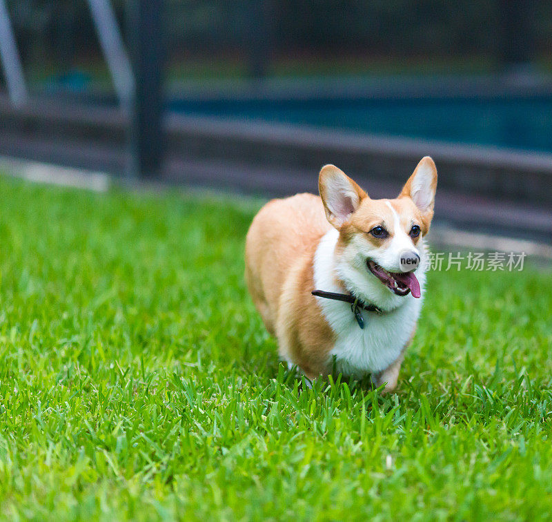 威尔士科基犬