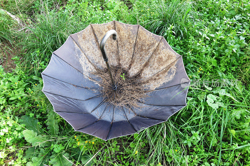 雨伞在自然界中