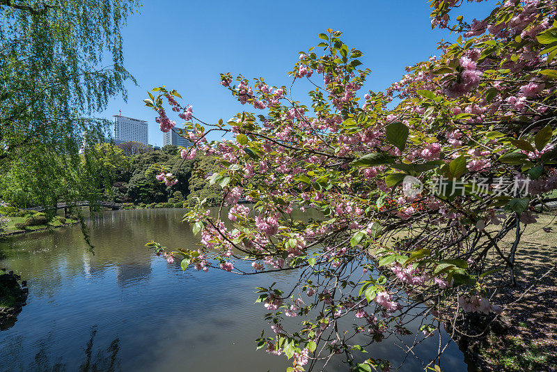 樱花，日本樱花在春天盛开