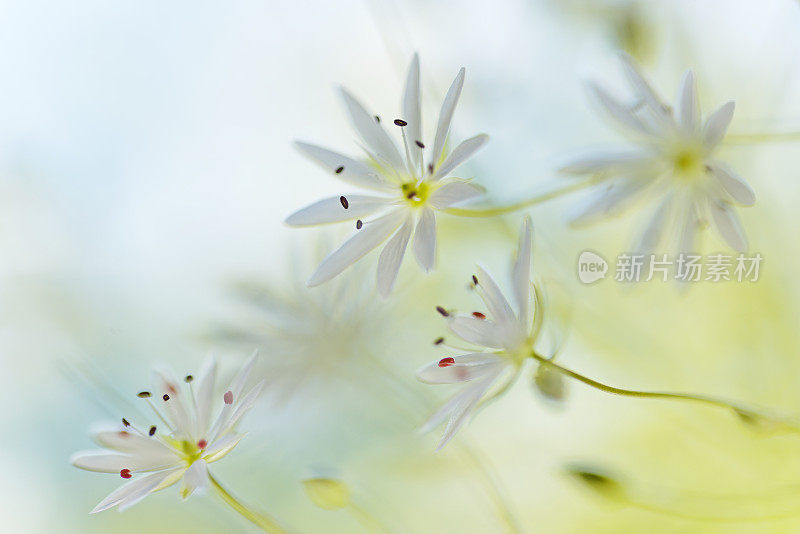 绣草白色夏季花特写-星草