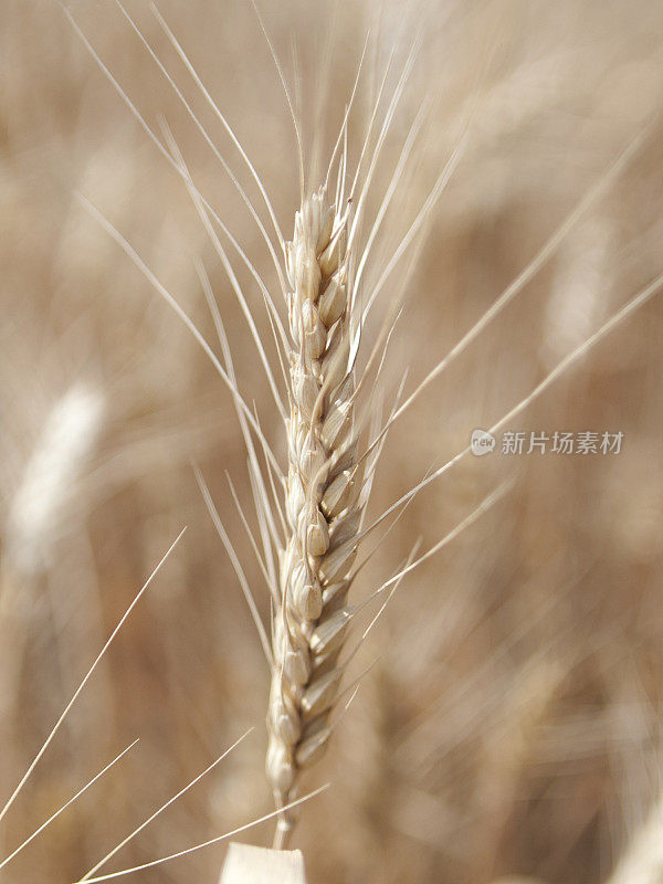 粮食领域