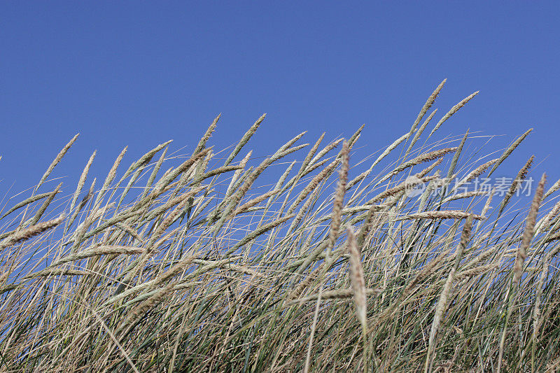 沙丘草映衬着蓝天