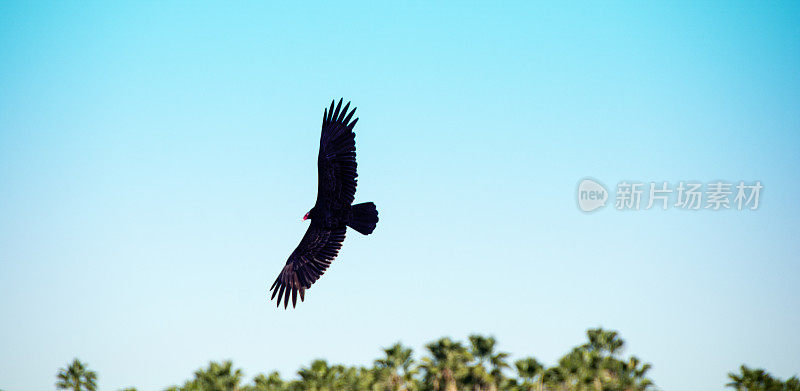 飞翔的土耳其秃鹫与蓝天背景