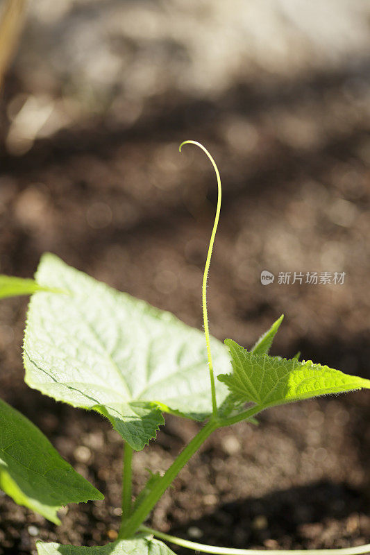 黄瓜植株