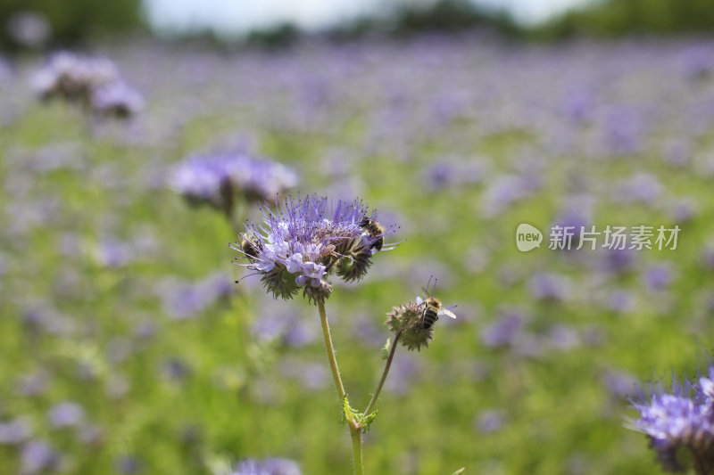 蜜蜂在金钟花上