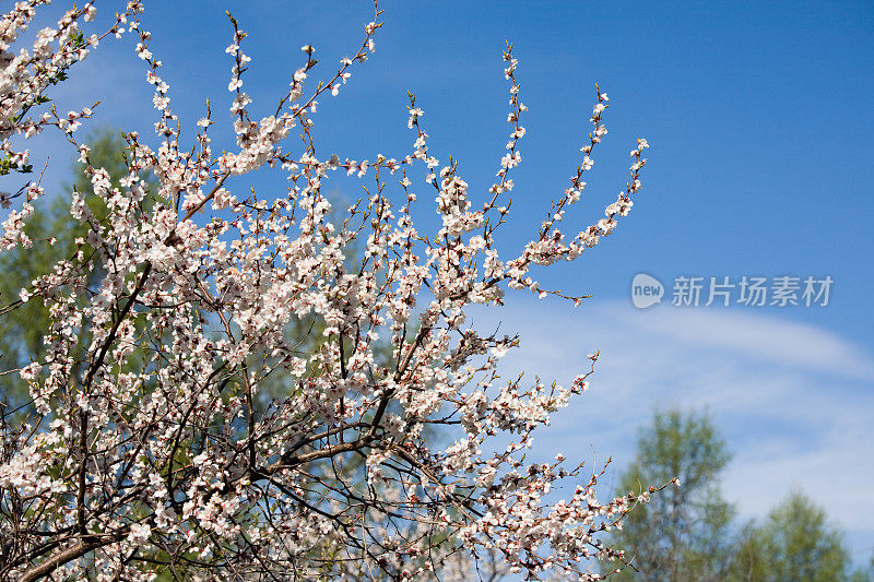 杏树开花