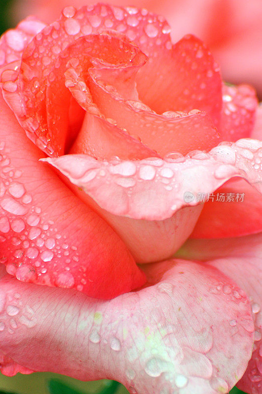 雨后玫瑰
