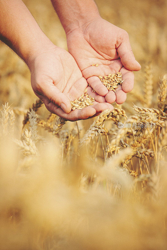 手握小麦作物
