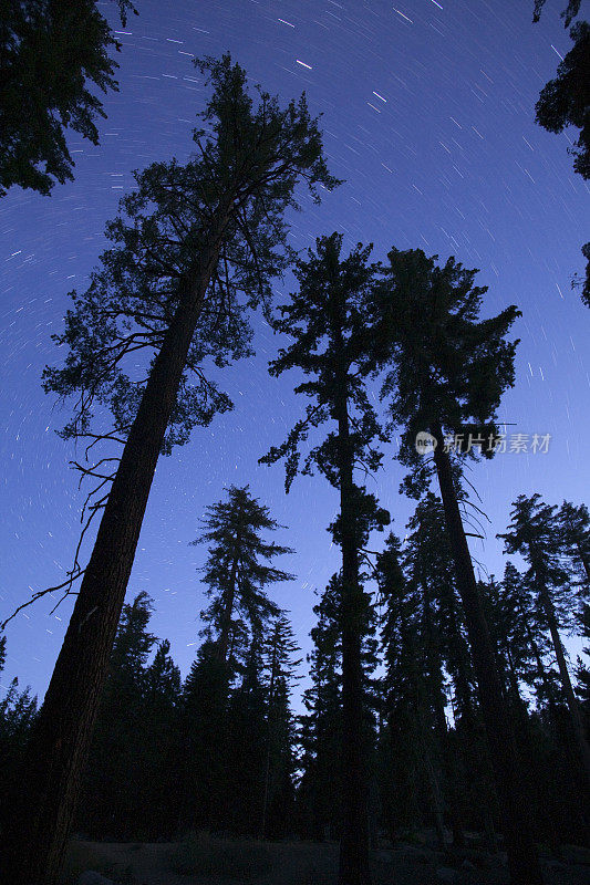 星星在美国加州红杉国家公园巨大的黑松上空盘旋