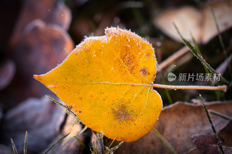 落叶落在地上，四周结霜