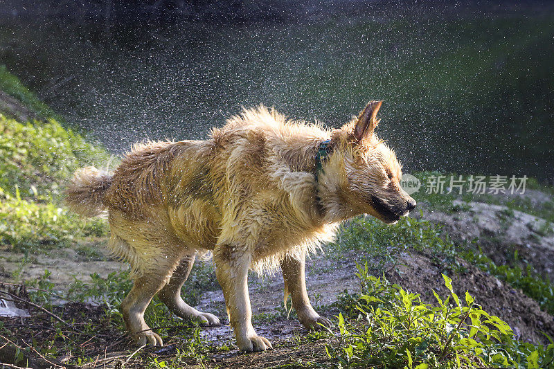 狗抖水