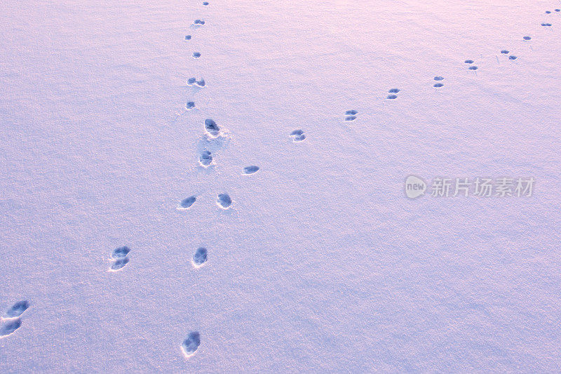 动物在雪地上留下的足迹
