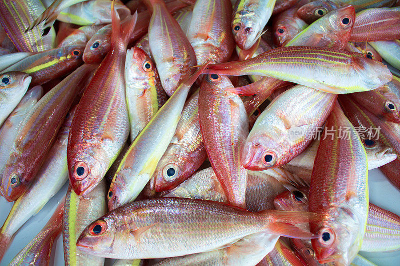 市场上的红色热带鱼。红色和黄色的珍奇鱼类。