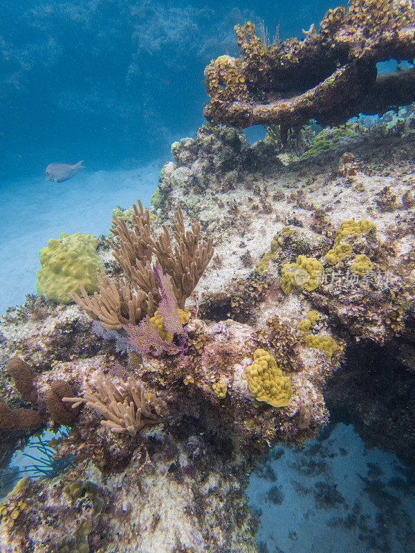 珊瑚礁拱