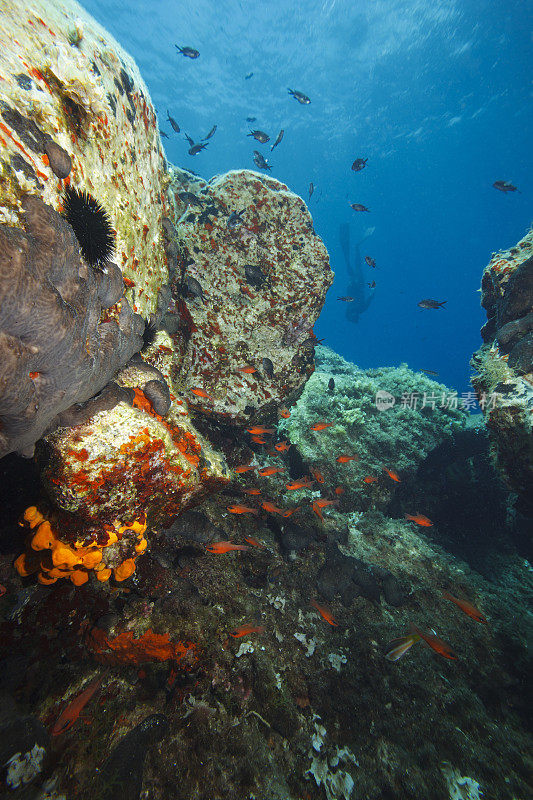 自由潜水呼吸暂停妇女浮潜水下潜水海上冒险