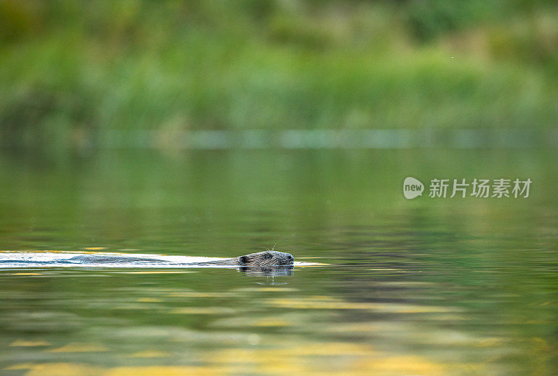 欧洲海狸，蓖麻纤维，在河里游泳