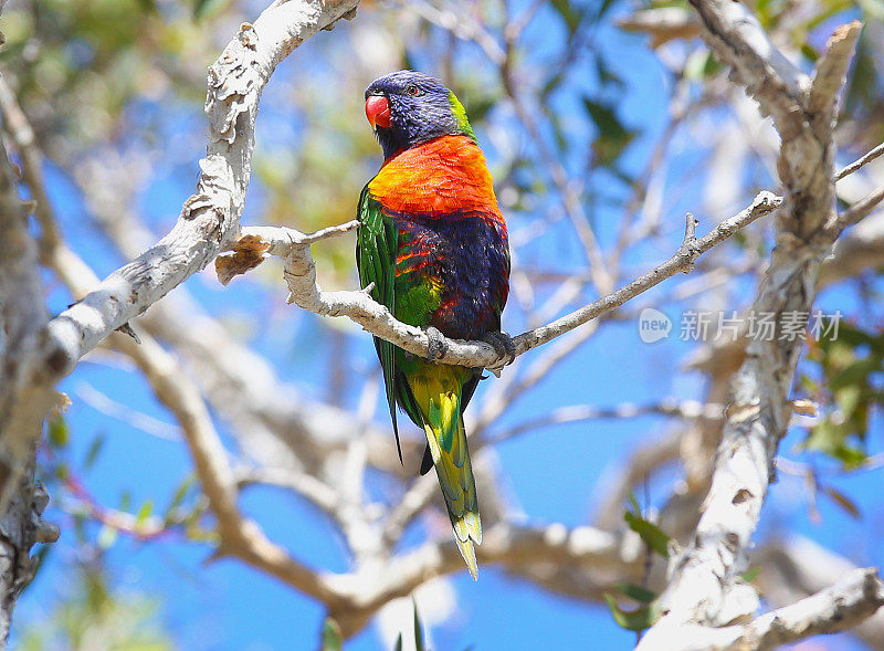 澳大利亚树上的彩虹鹦鹉