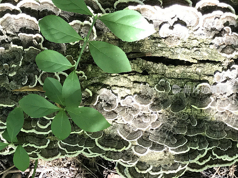 腐烂树干上生长的真菌