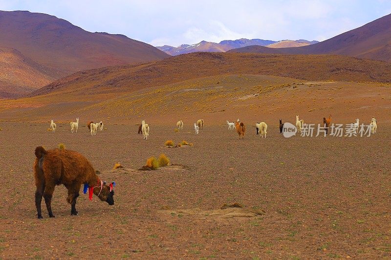 安第斯羊驼-婴儿和母亲，动物野生动物在玻利维亚安第斯高原和田园诗阿塔卡马沙漠，火山景观全景-波托西地区，玻利维亚安第斯，智利，Bolívia和阿根廷边境